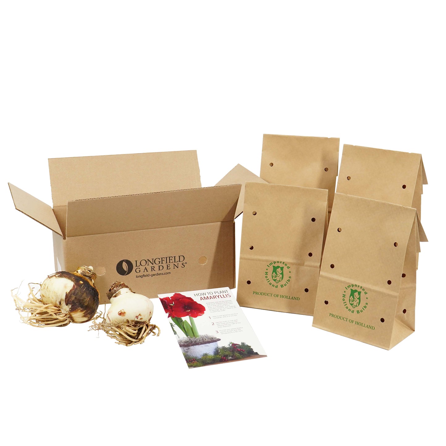 Longfield Gardens Amaryllis Collection image 5