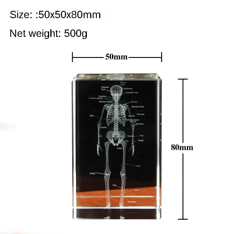 Crystal Skeleton Cube Model, 3D Laser Engraved Human Anatomical Statue, Paperwe image 2