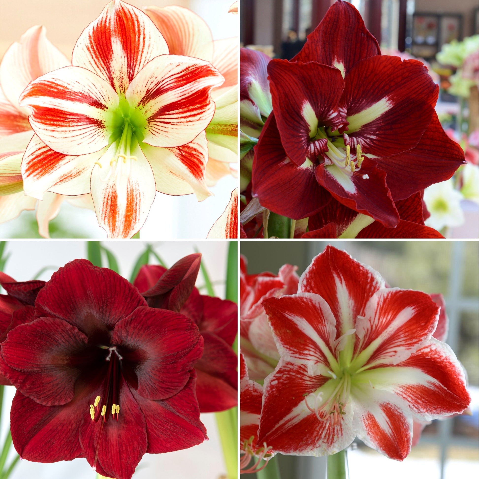 Longfield Gardens Amaryllis Collection image 1