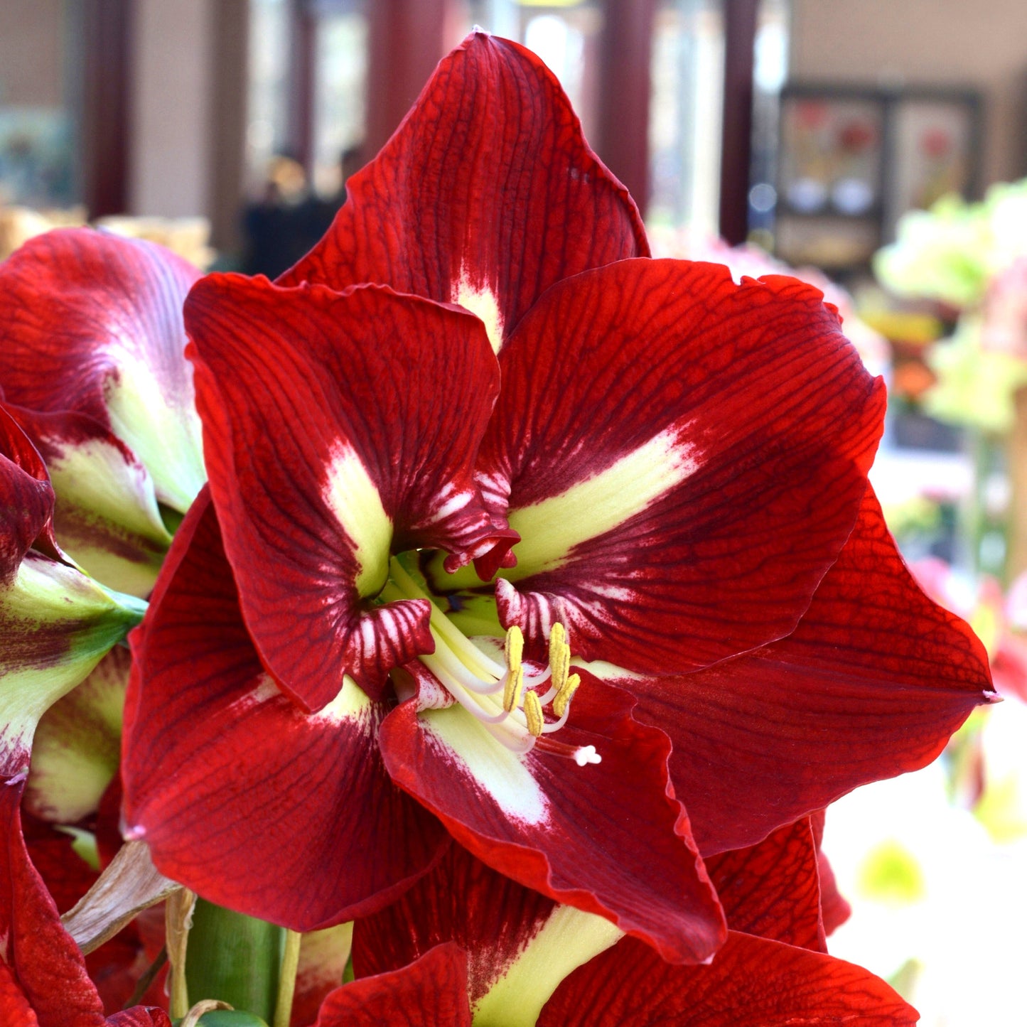 Longfield Gardens Amaryllis Collection image 2