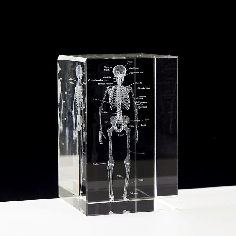 Crystal Skeleton Cube Model, 3D Laser Engraved Human Anatomical Statue, Paperwe image 4