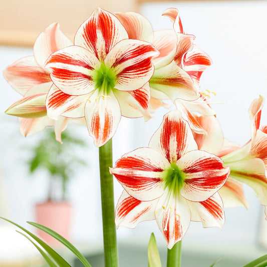 Longfield Gardens Amaryllis Collection image 0