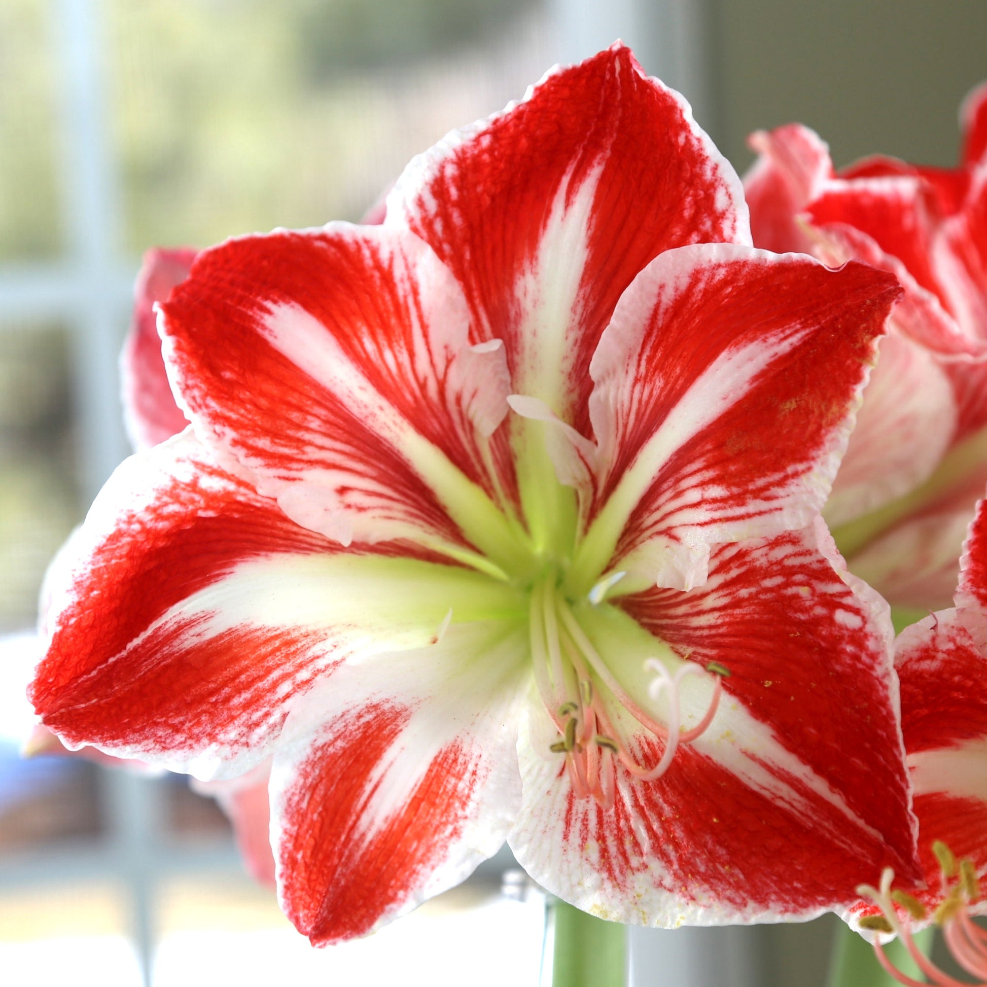 Longfield Gardens Amaryllis Collection image 4