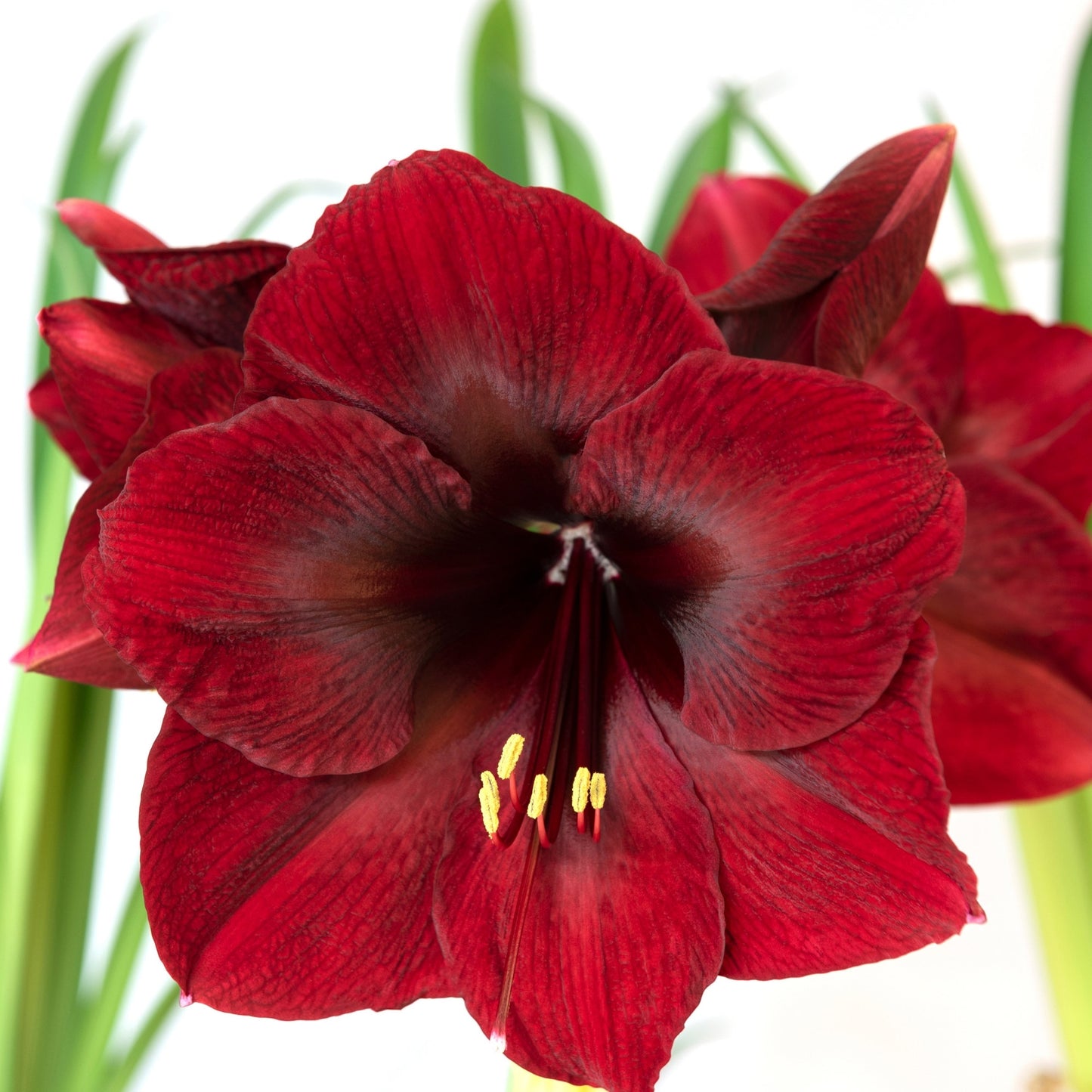 Longfield Gardens Amaryllis Collection image 3